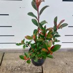 Červienka Fraserova (Photinia × fraseri) ´COMPACTA´ - výška 50-70 cm, kont. C3L